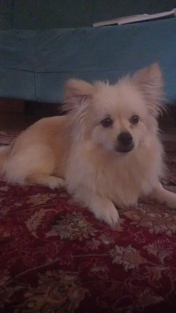 سگ همراه وسایل کامل|سگ|شاهینشهر, خانه کارگر|دیوار