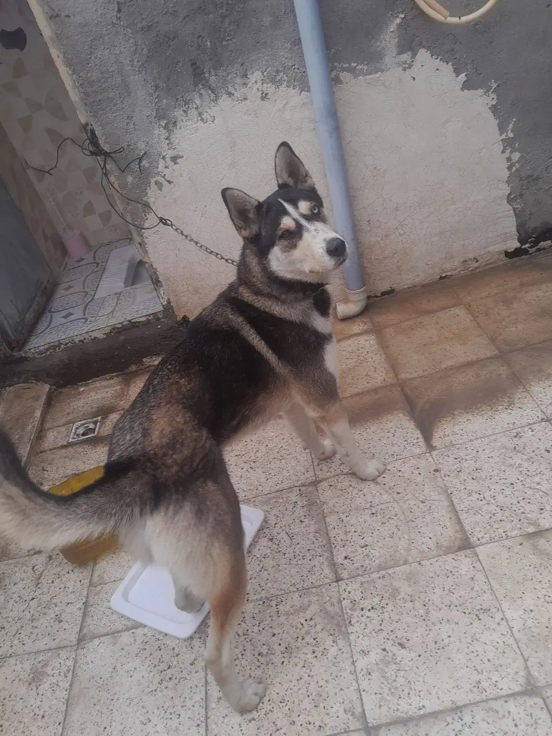 سگ هاسکی|سگ|مشهد, پورسینا|دیوار