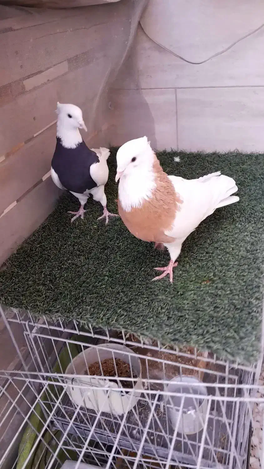 کبوتر طوقی|پرنده|خمینی‌شهر, |دیوار