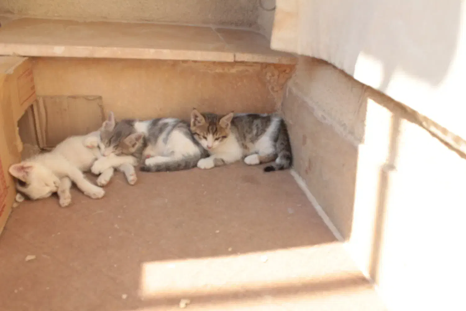 واگذاری بچه گربه 3 ماهه|گربه|شیراز, رکنآباد|دیوار