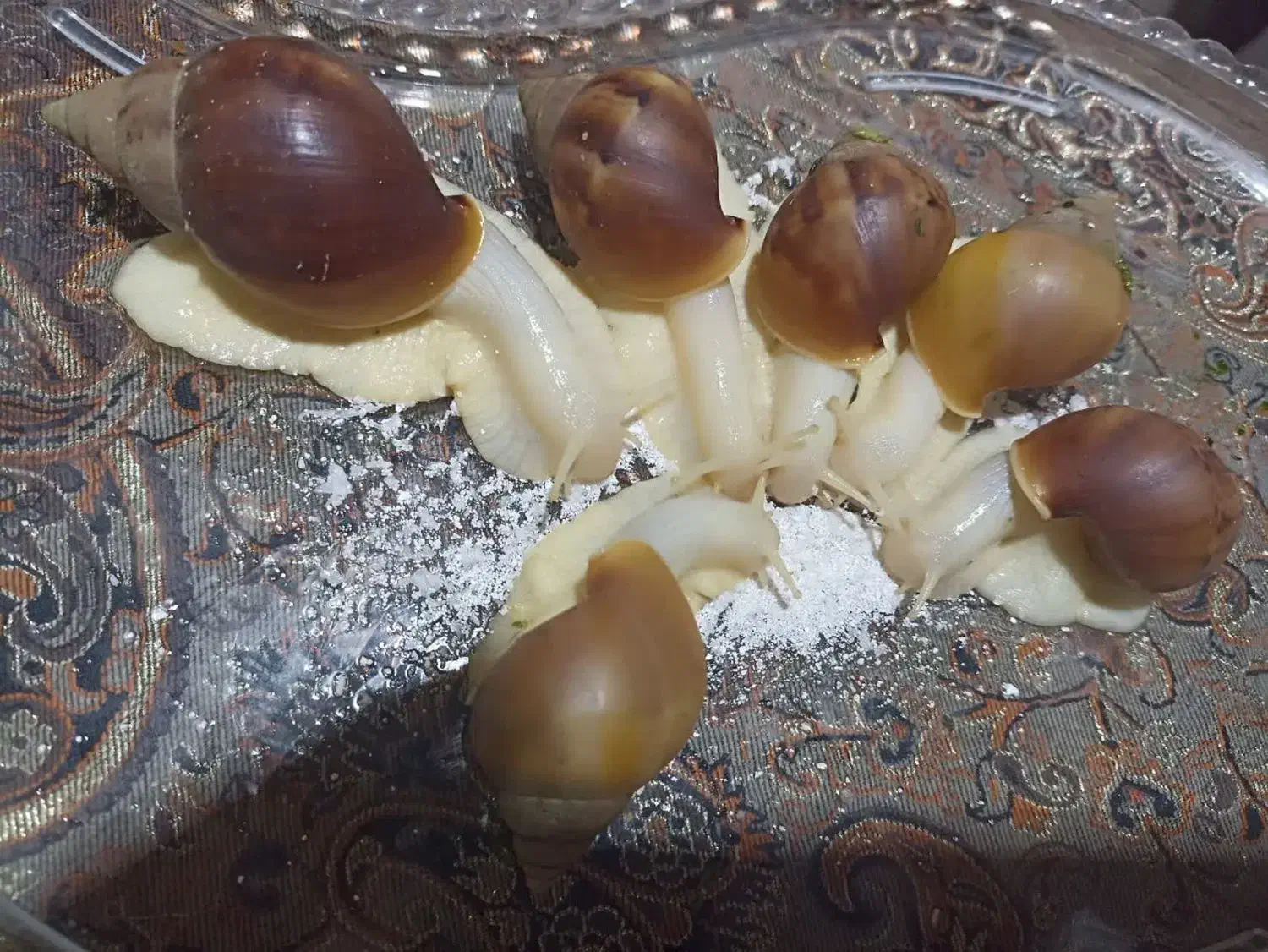 حلزون|خزنده|اسلام‌شهر, شهرک واوان|دیوار