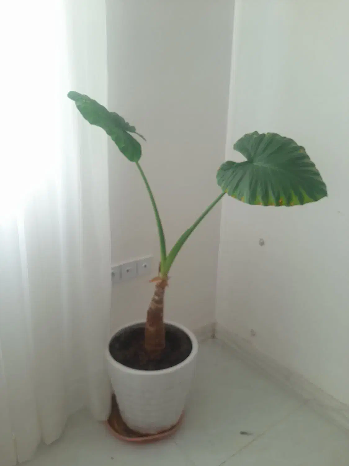 گل بابا آدم با گلدان|گل و گیاه طبیعی|الوند, |دیوار