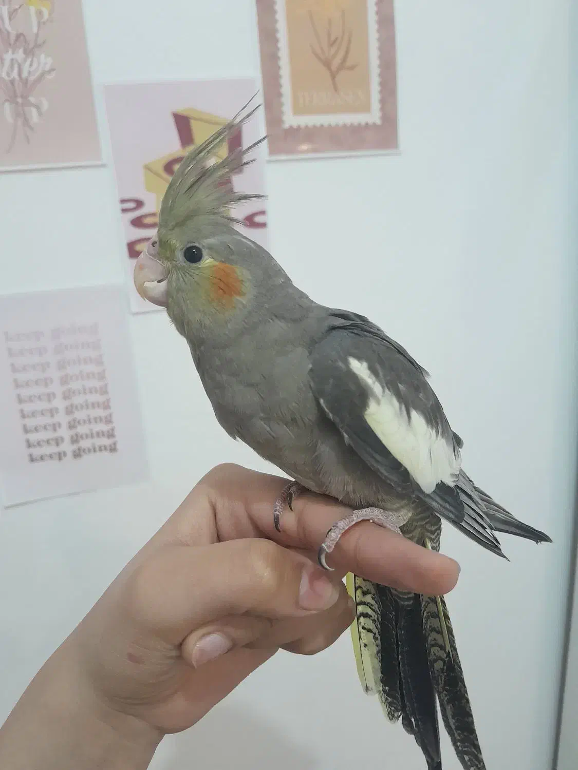 عروس هلندی ماده۲ماهه|پرنده|شهریار, شهرک مصطفی خمینی|دیوار