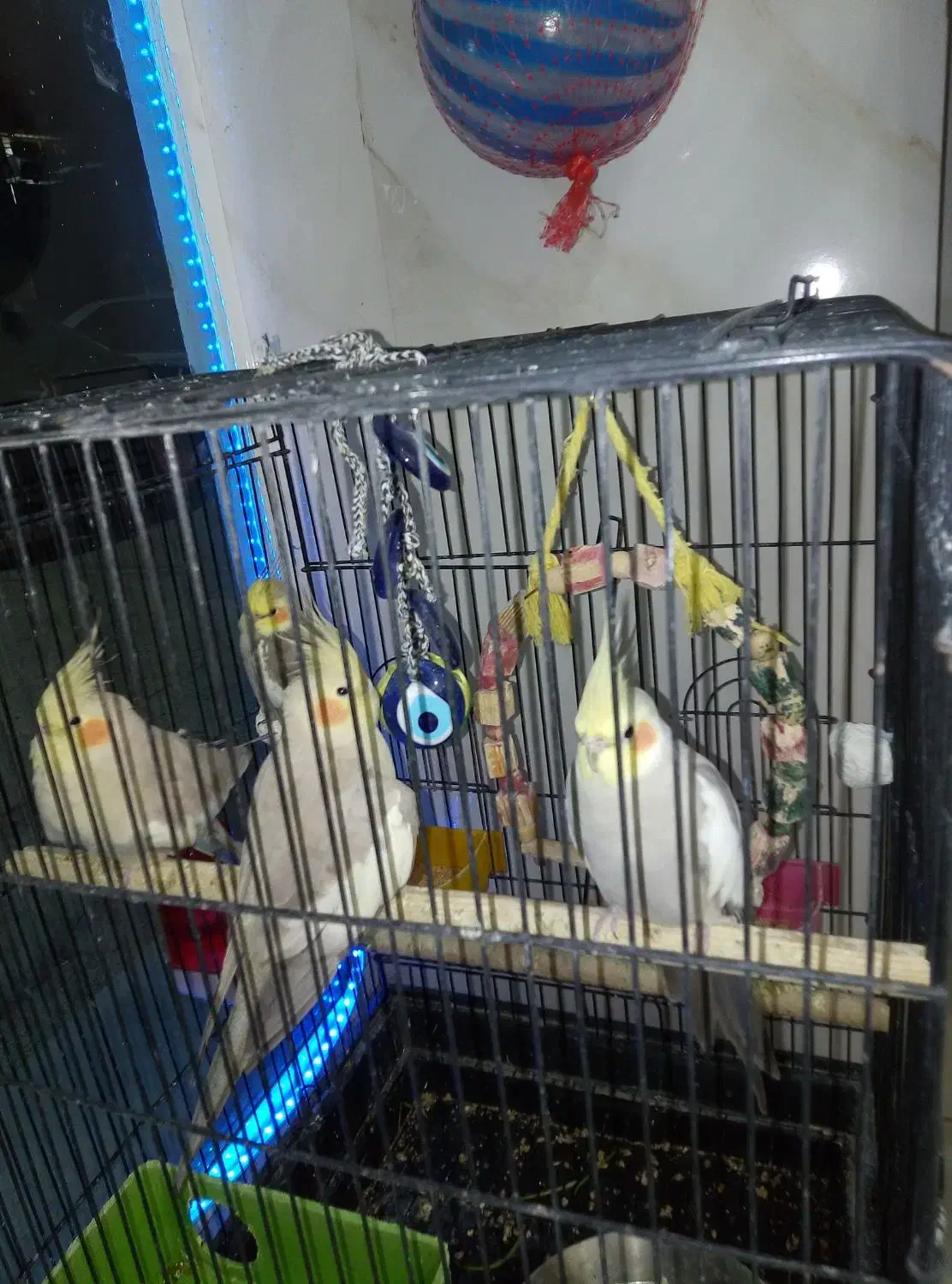 قفس پرنده طوطی هندی قناری عروس هلندی نر ماده|پرنده|قرچک, شهرک گلها|دیوار