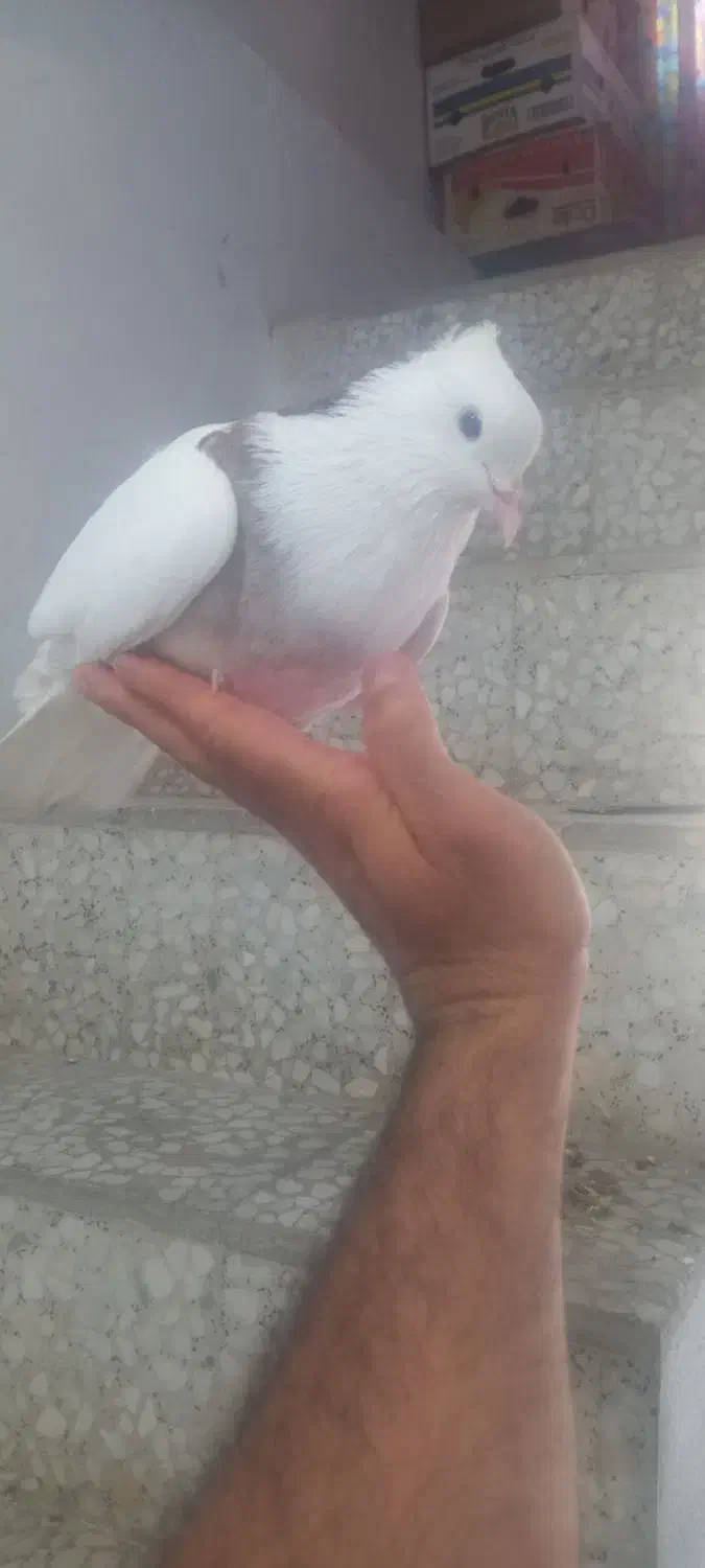 کبوتر|پرنده|فیروزکوه, |دیوار