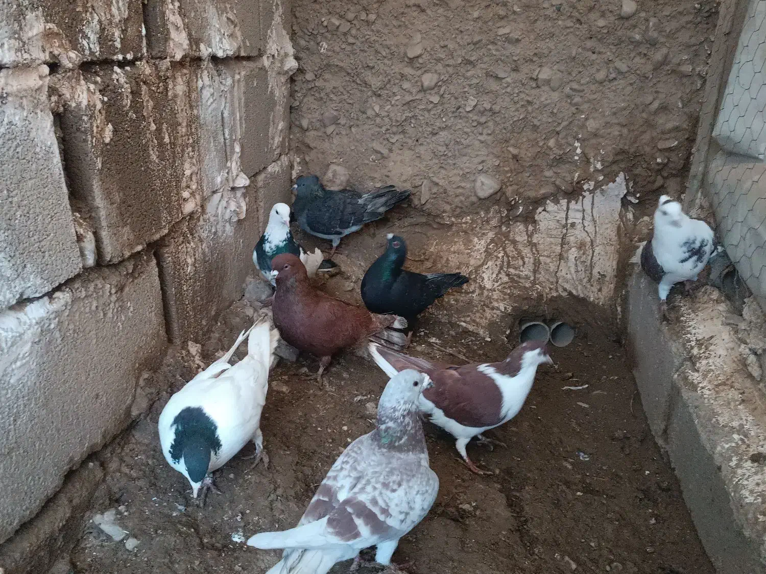 کبوتر|پرنده|اسفراین, |دیوار