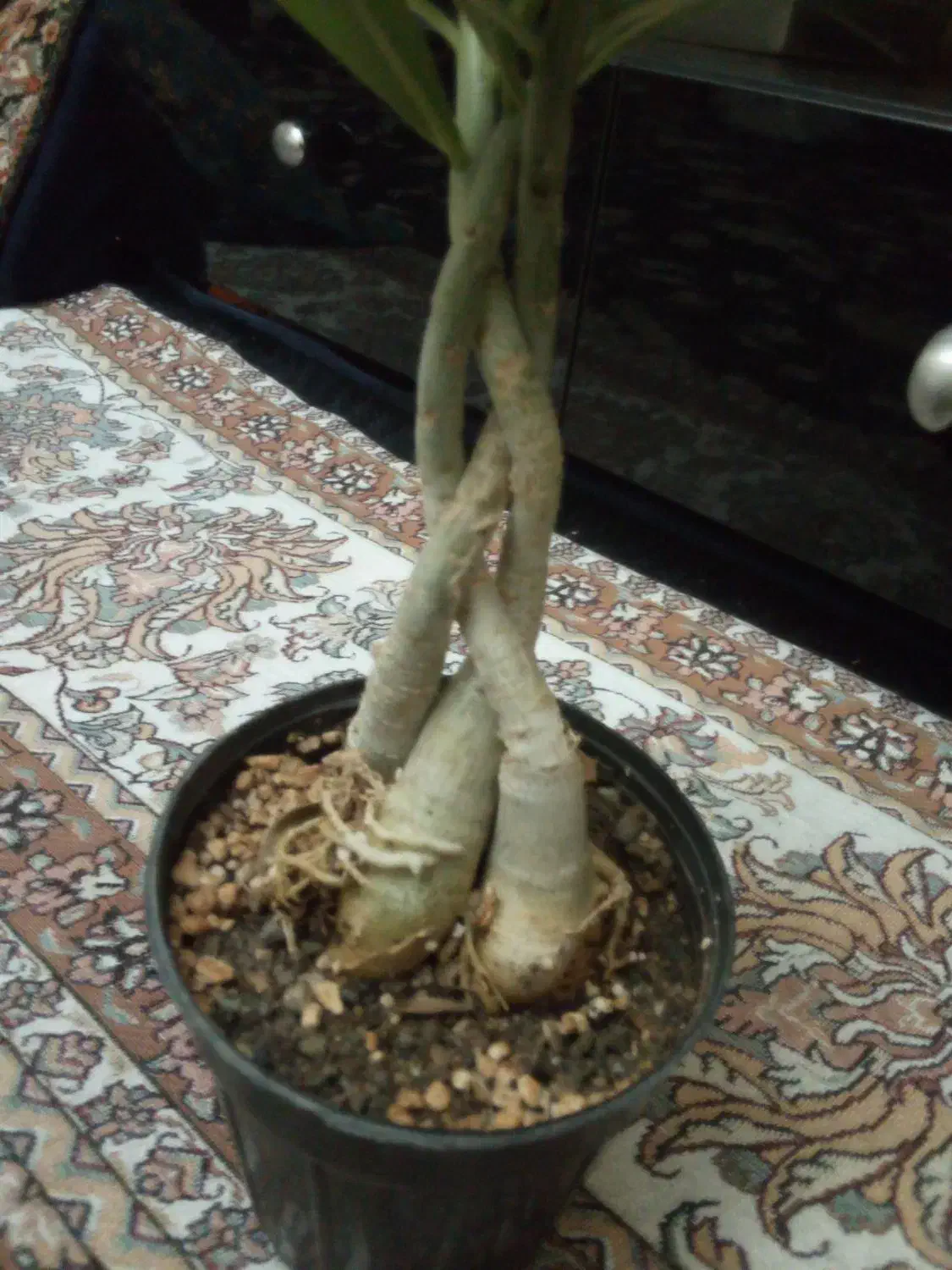 گل بنسای آدنیوم|گل و گیاه طبیعی|تهران, بریانک|دیوار