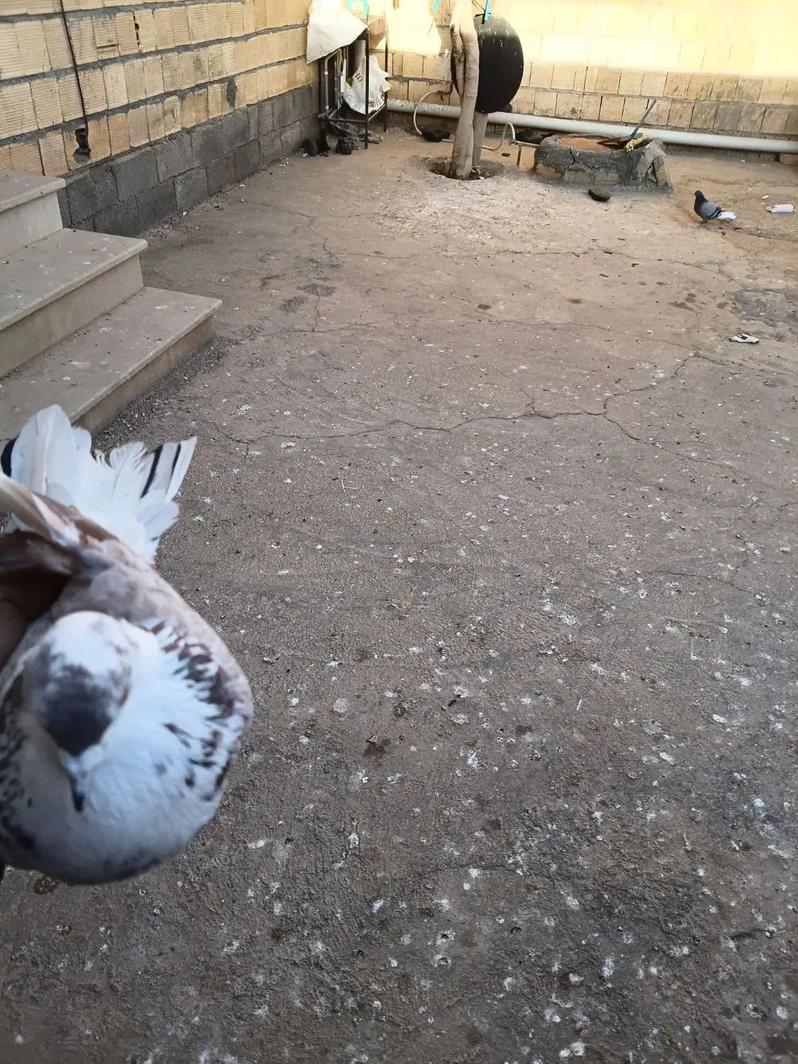 کفتر|پرنده|کوهدشت, |دیوار