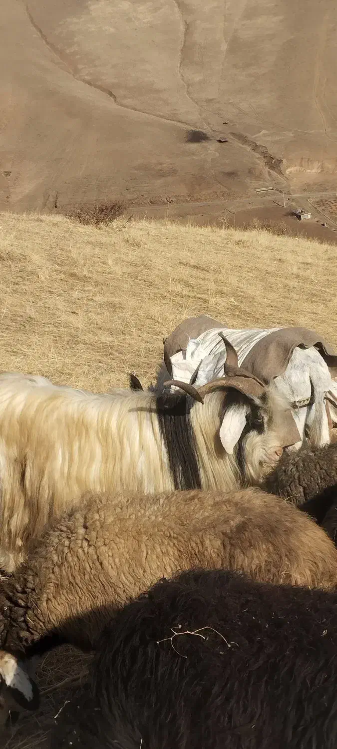 برای فروش|حیوانات مزرعه|خلیفان, |دیوار