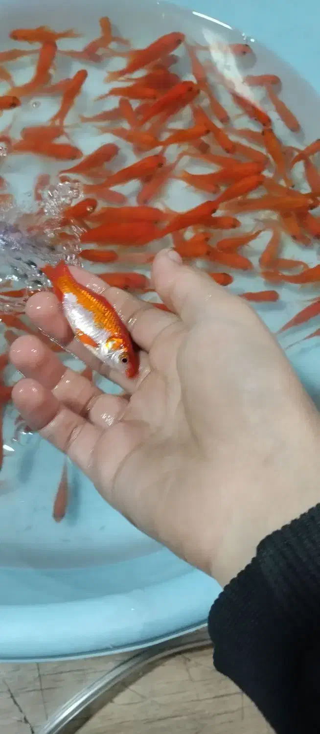 کلدفیش|ماهی|نسیم‌شهر, |دیوار