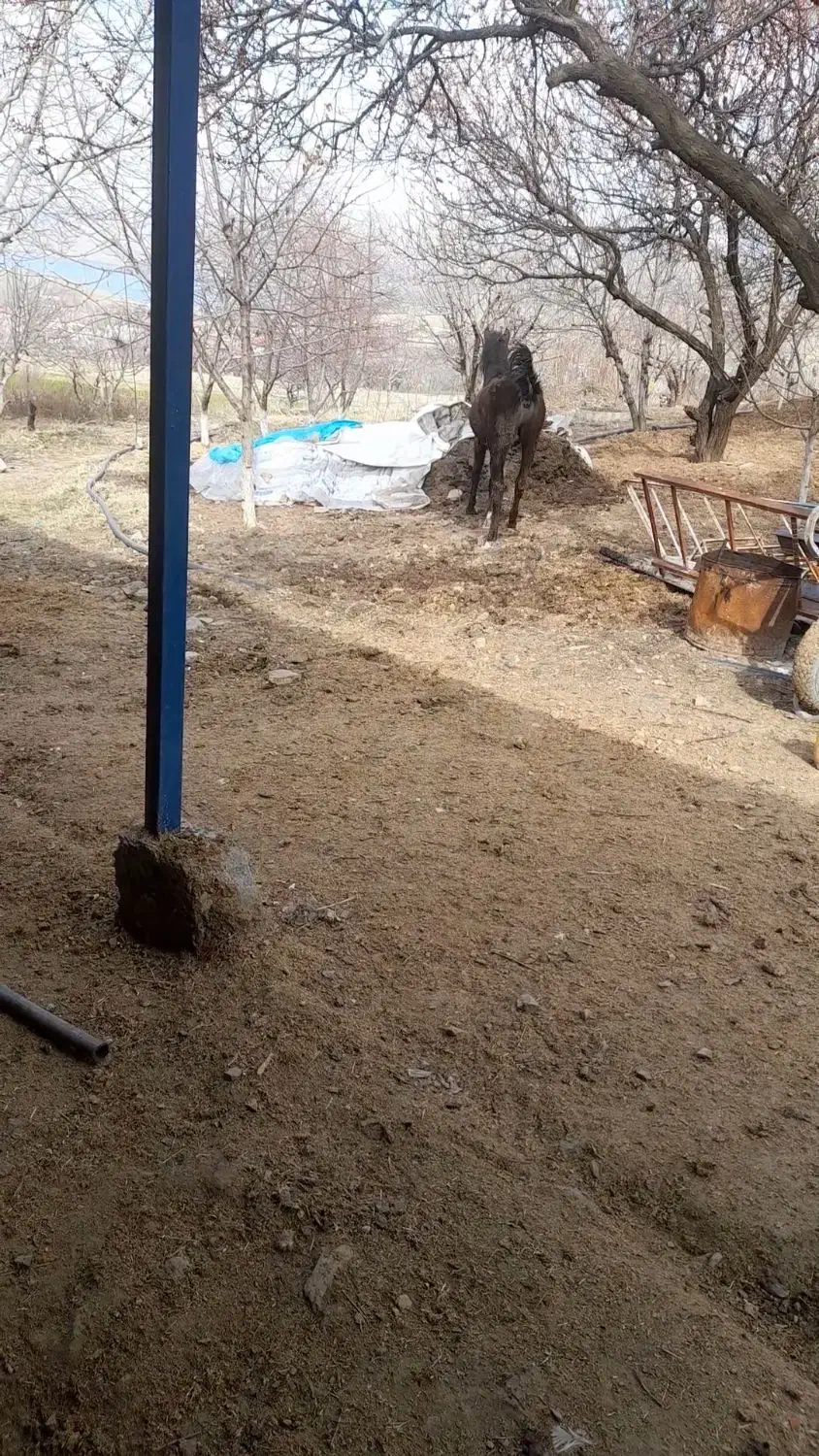 اسب|اسب و تجهیزات اسب‌سواری|سنندج, |دیوار