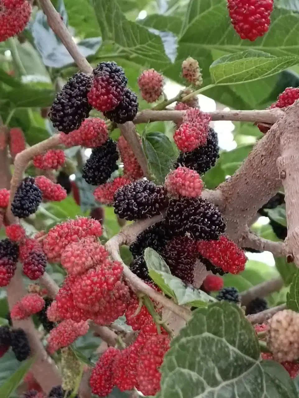 نهال اصلاح شده شاتوت دانه درشت. دره شهر|خدمات باغبانی و درختکاری|ایلام, |دیوار