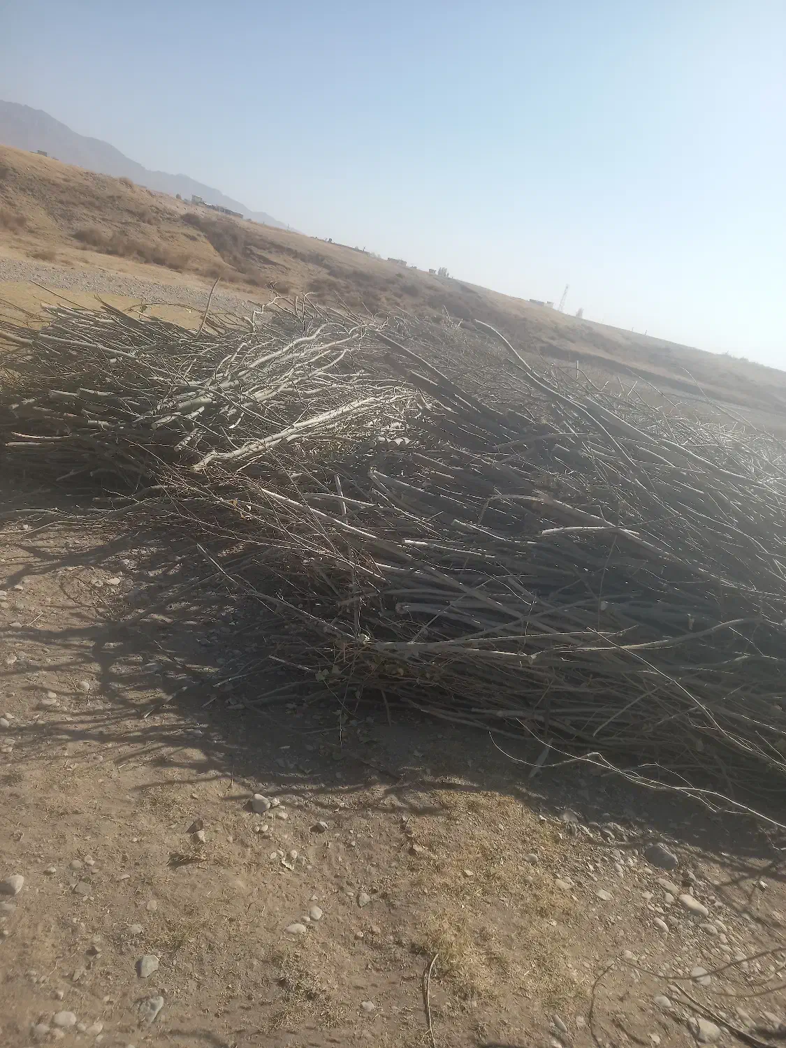 شاخه های درخت صنوبر|عمدهفروشی|داران, |دیوار