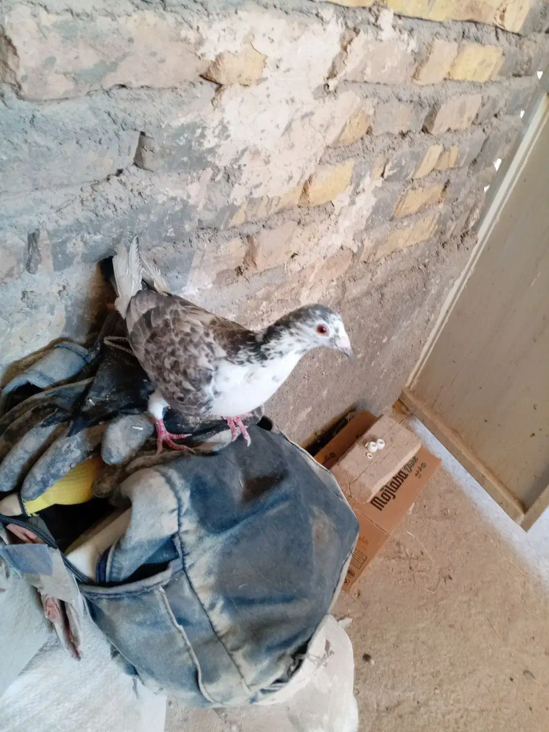 کفتر|پرنده|تربتحیدریه, طالقانی|دیوار