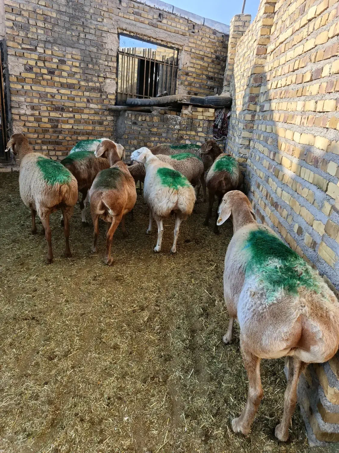 9راس میش عربی آوستن|حیوانات مزرعه|تایباد, |دیوار