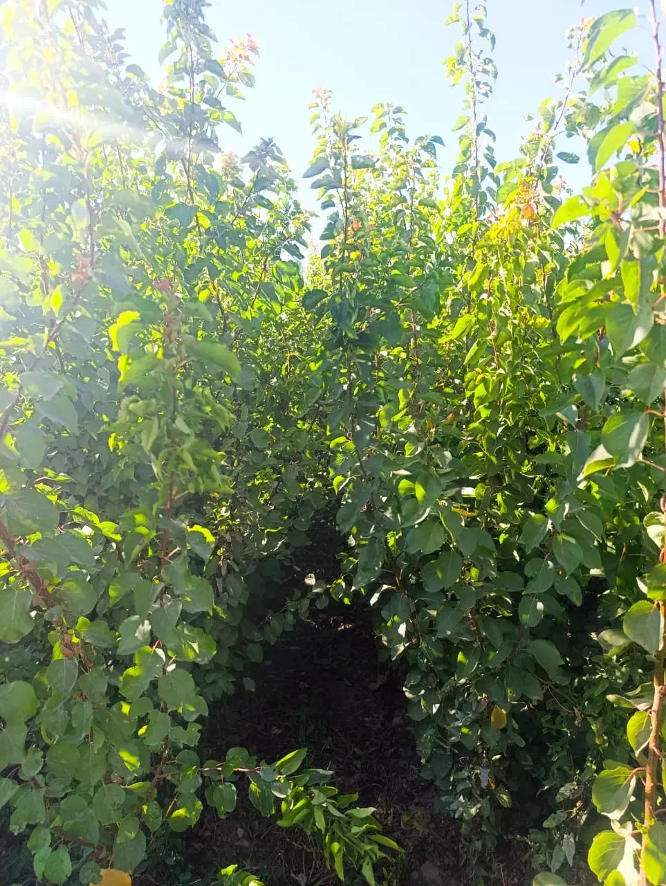 شهر نهال مرکز فروش نهال اصیل|خدمات باغبانی و درختکاری|کرمانشاه, |دیوار