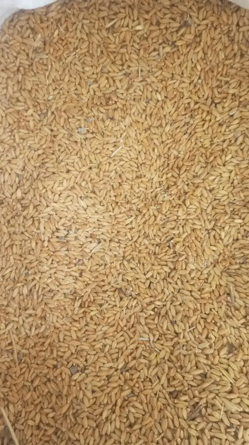 گندم800کیلو|خدمات باغبانی و درختکاری|کامیاران, |دیوار