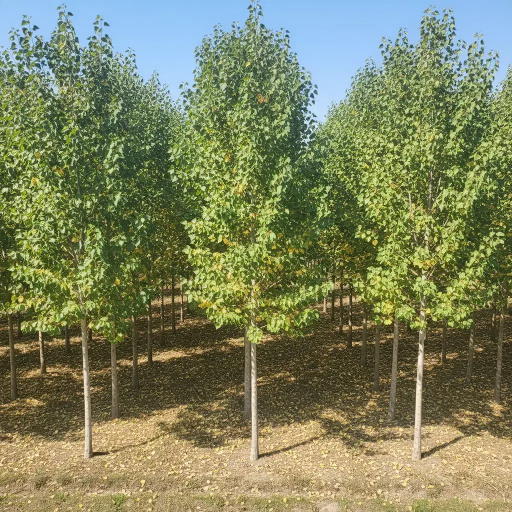 نهال صنوبر نیگرا،مناسب کاشت انبوه و درآمد میلیاردی|خدمات باغبانی و درختکاری|سقز, |دیوار