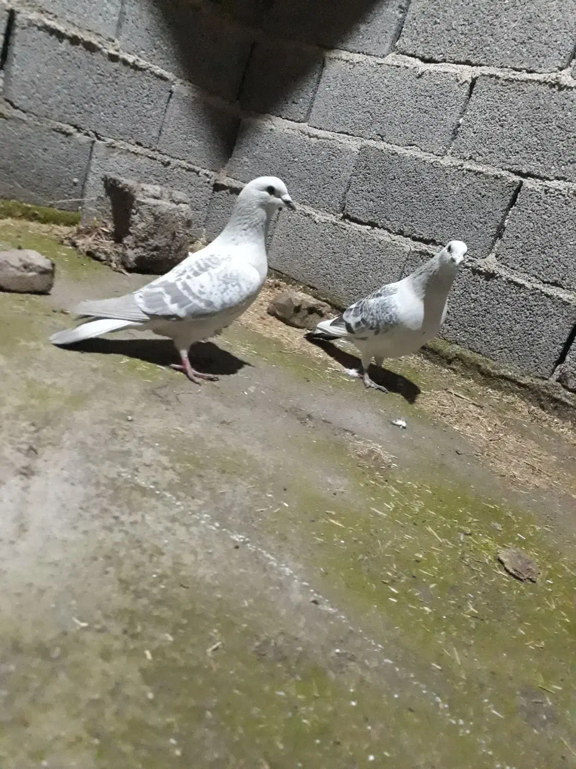 کبوترپلنگ|پرنده|گنبد کاووس, |دیوار