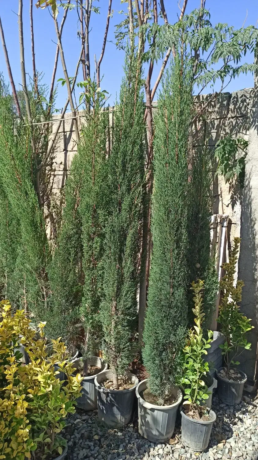 درخت سرو شیراز|گل و گیاه طبیعی|احمدآبادمستوفی, |دیوار