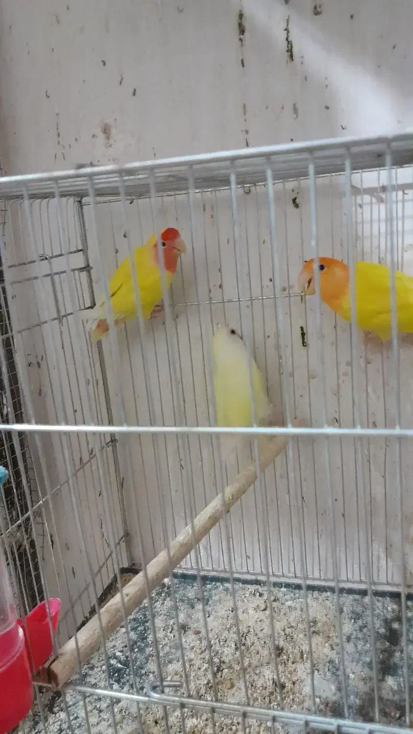 سلام کوتوله ماده دونه ۷۰۰|پرنده|خمینیشهر, |دیوار