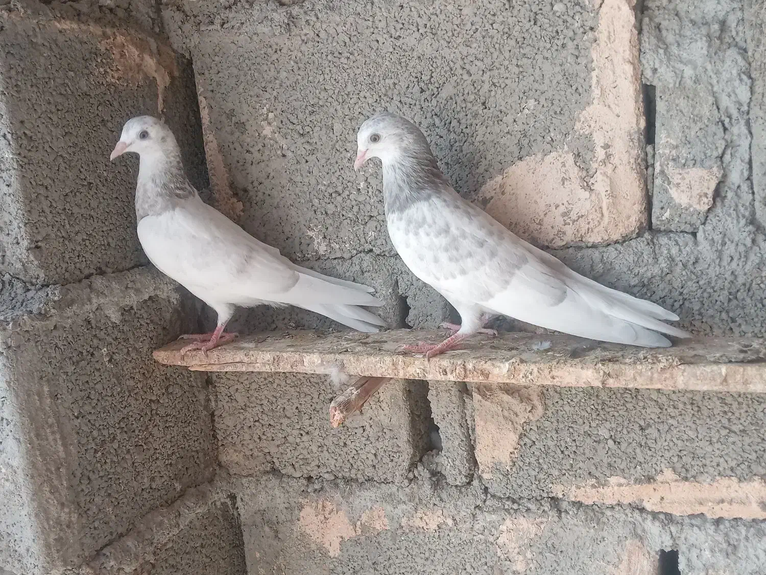 زاغ نرگره وجوجه پرشی|پرنده|میناب, |دیوار