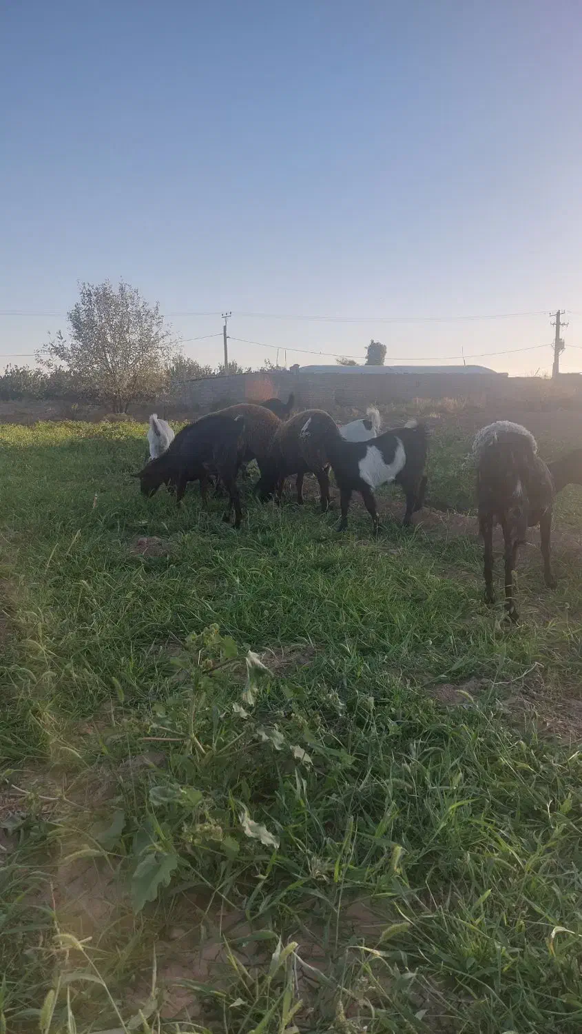 بز وکره پاکستانی|حیوانات مزرعه|نگار, |دیوار