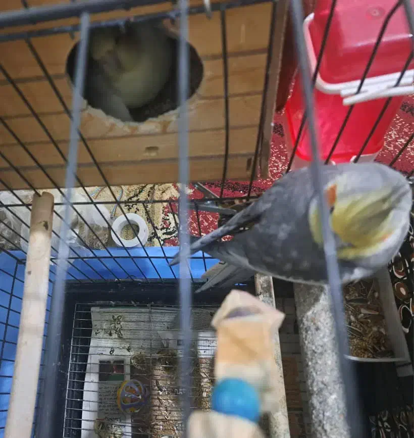 جفت عروس هلندی با جوجه|پرنده|فردیس, فردیس|دیوار