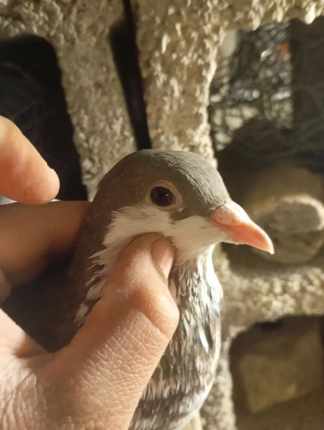 کفتر|پرنده|شیراز, کوشک میدان|دیوار