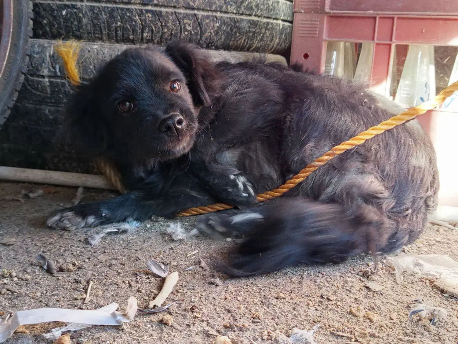 سگ پا کوتاه|سگ|زاهدان, |دیوار