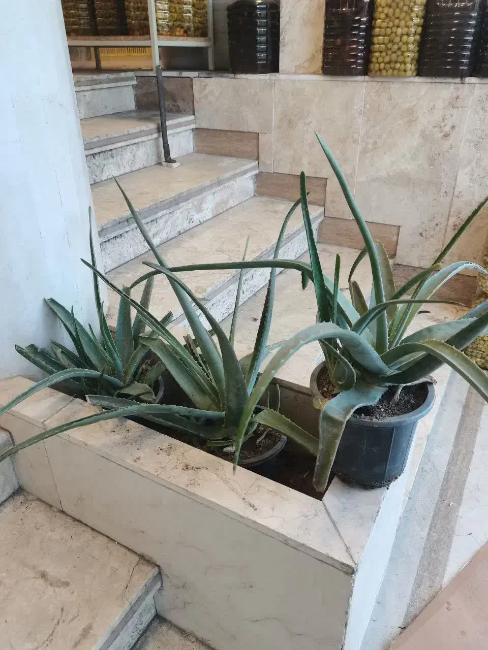 گلدان طبیعی|گل و گیاه طبیعی|قم, باغ شازده|دیوار