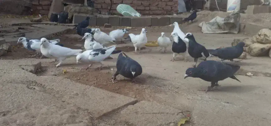 ۱۶ تا کبوتر پرشی نر قلدور|پرنده|اسفراین, |دیوار