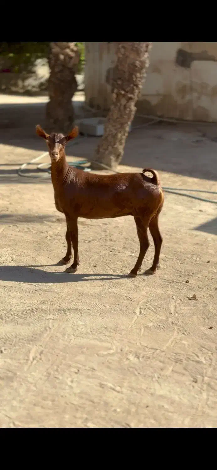 حیوون قشنگ|حیوانات مزرعه|طبس, |دیوار