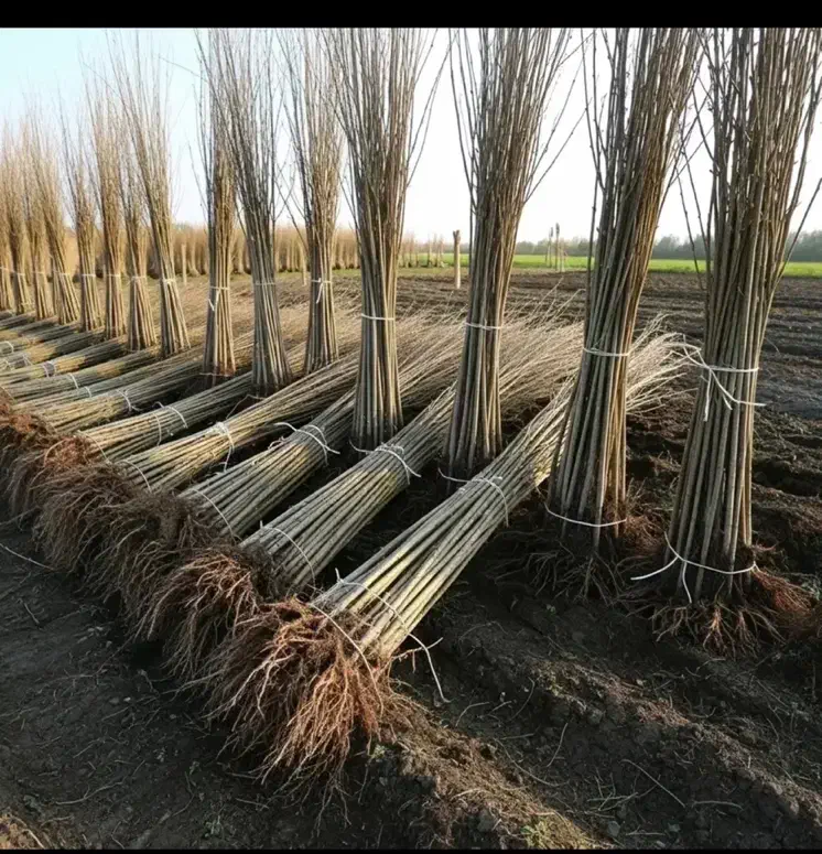 فروش ویژه نهال صنوبر+شانتیون|خدمات باغبانی و درختکاری|تبریز, |دیوار