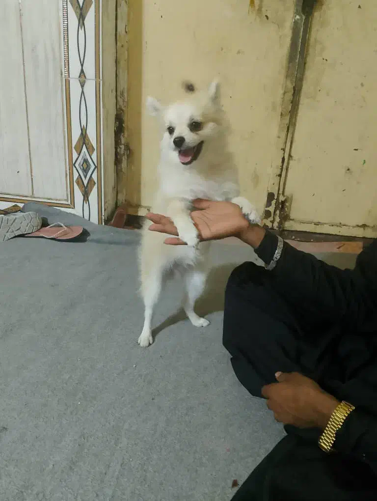 سگ پاکوتاه فروشی|سگ|نیک شهر, |دیوار