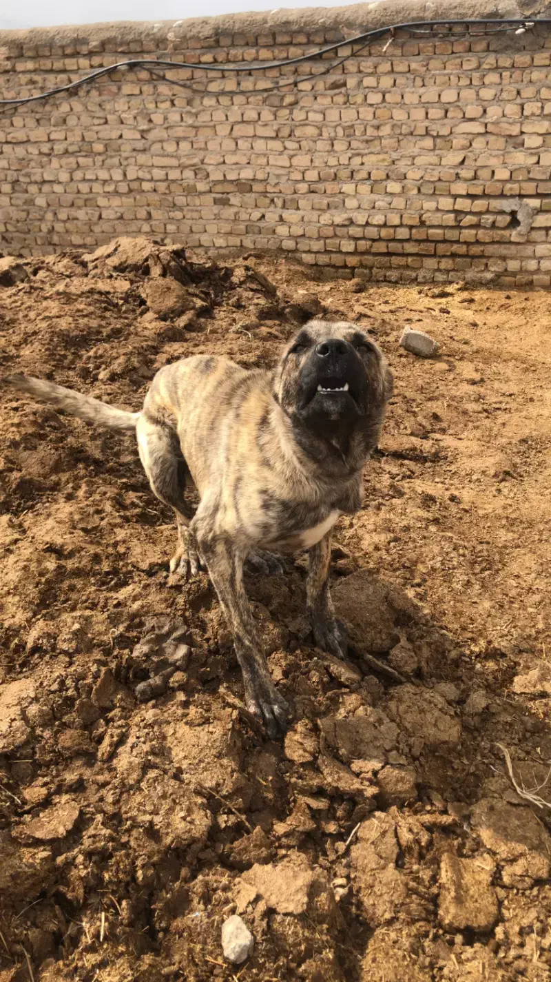 سگ دو رگ افغان و سراب|سگ|شیروان (خراسان), |دیوار