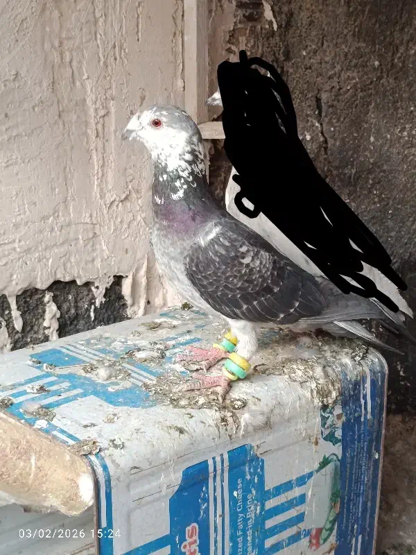 چهارتا صید نر|حیوانات|مشهد, شهید معقول|دیوار