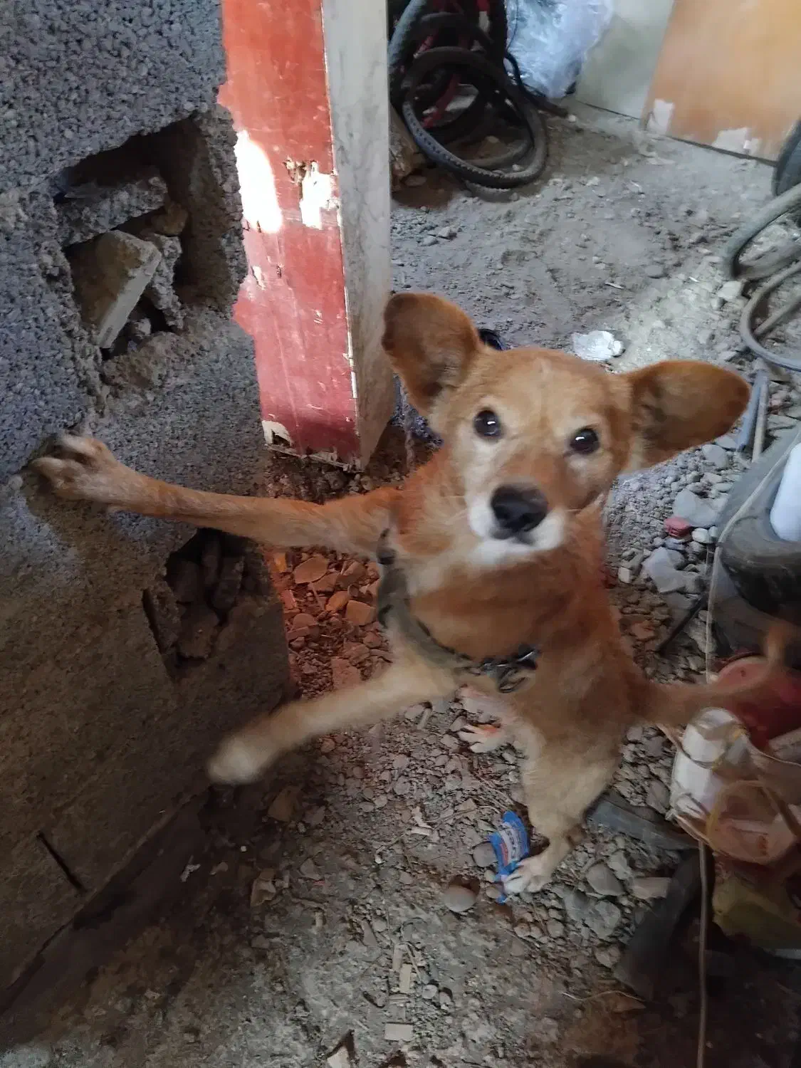 سگ هیواپت|سگ|رشت, منظریه|دیوار