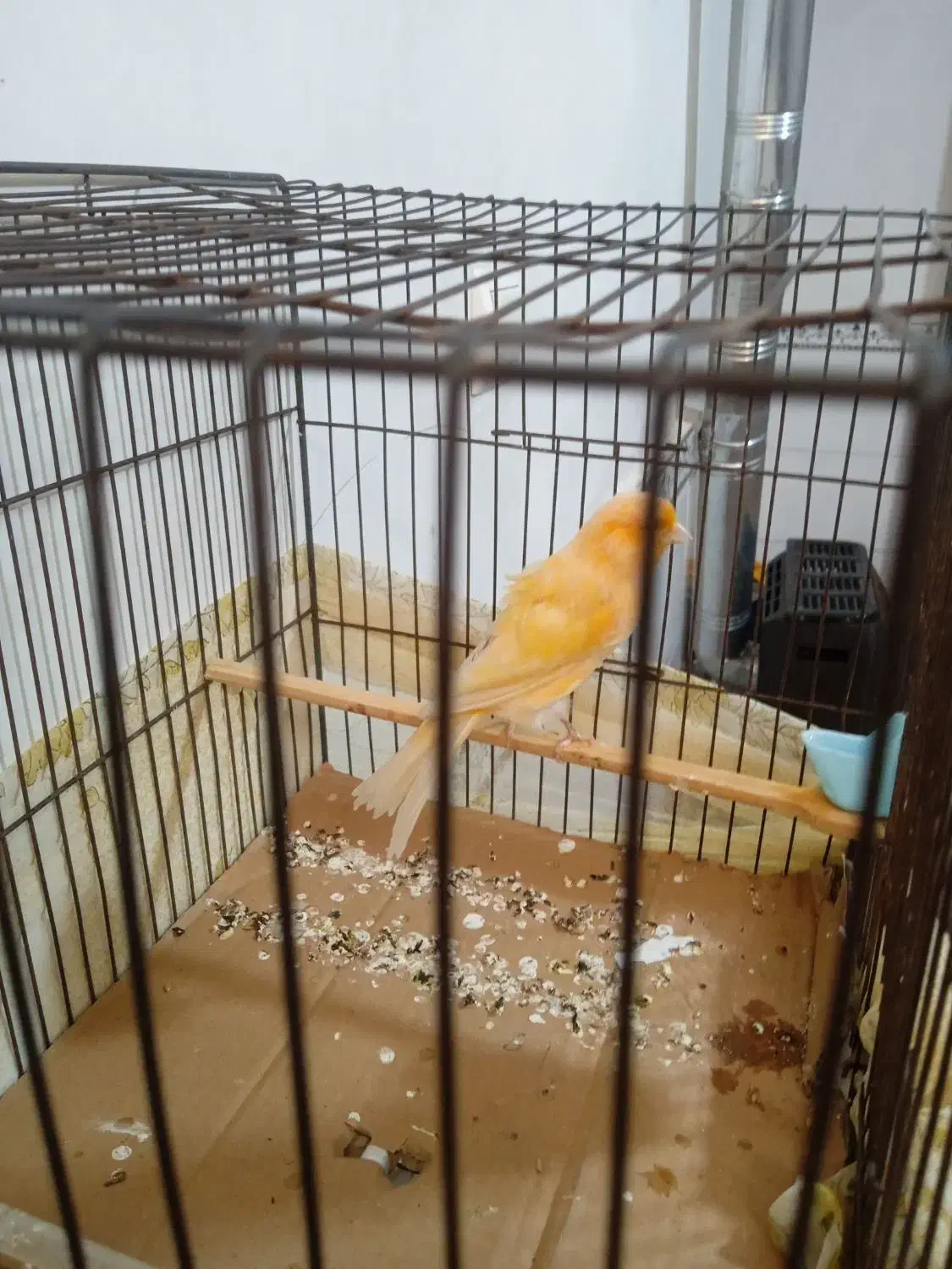 قناری نر مست|پرنده|تهران, آزادشهر|دیوار