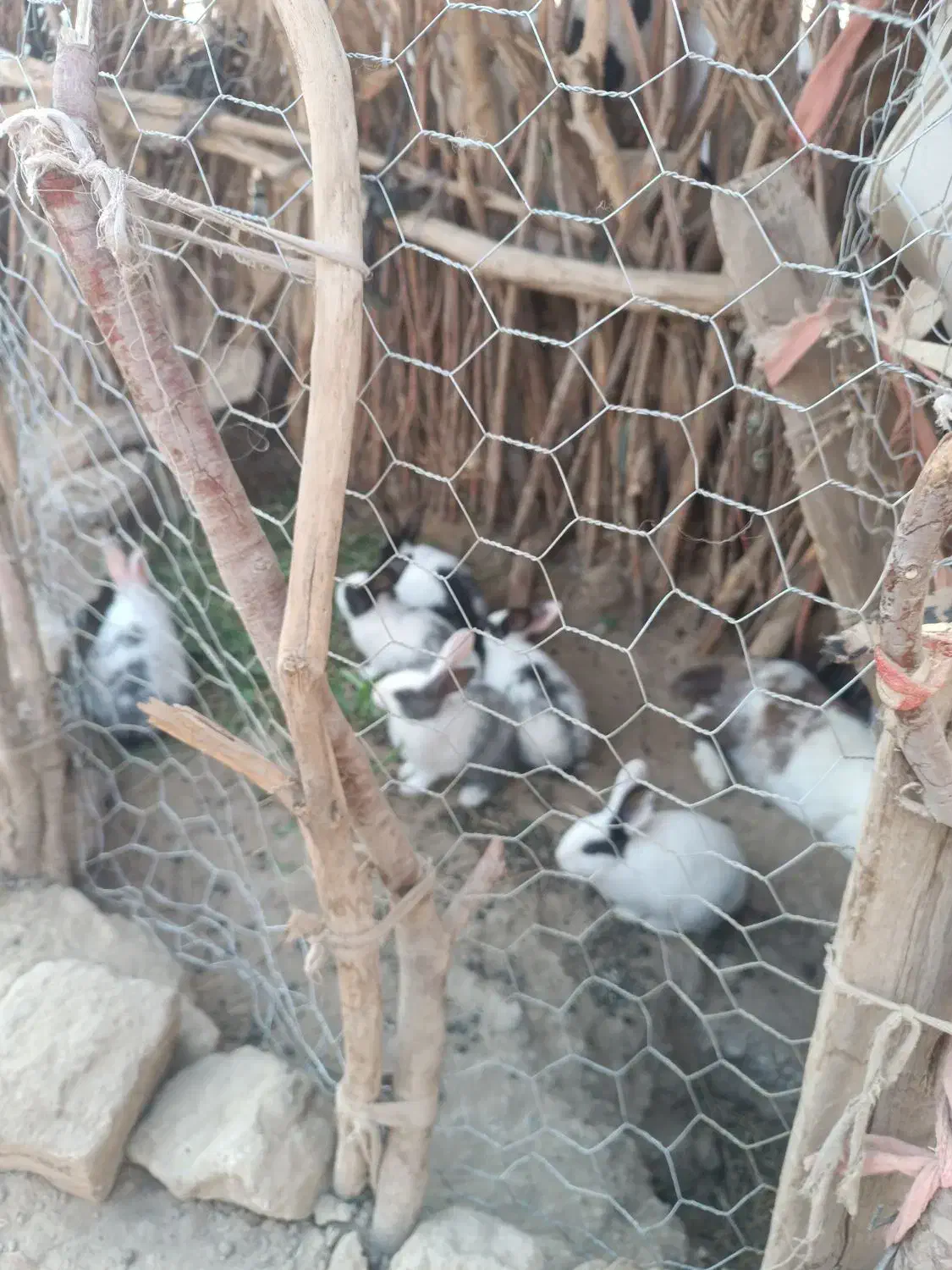 سلام با عرض ادب و احترام دونه ۱۰۰ هزار تومان|موش و خرگوش|زهک, |دیوار