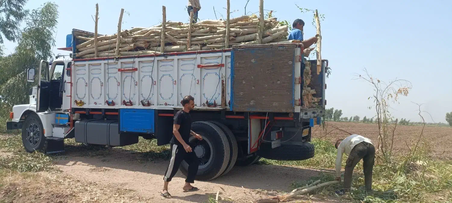 خریدار چوب،درخت|خدمات باغبانی و درختکاری|دزفول, |دیوار