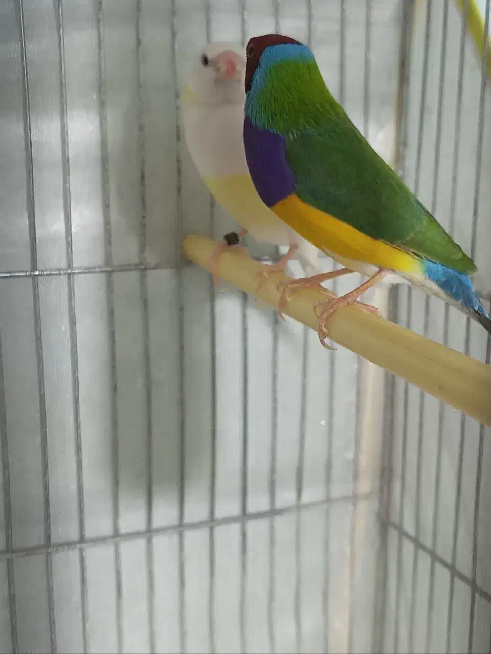 یک جفت فنچ گلدین|پرنده|کبودرآهنگ, |دیوار