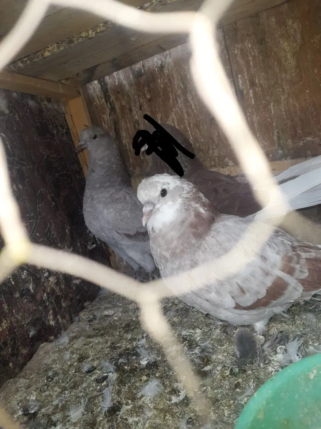 کفتر|پرنده|سیرجان, |دیوار