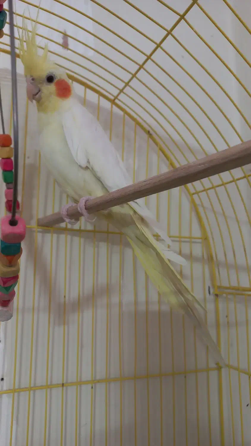 یک جفت عروس هلندی لوتینو|پرنده|محلات, |دیوار