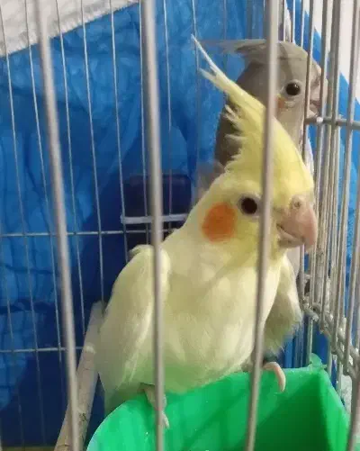 عروس هلندی|پرنده|اصفهان, حصه جنوبی|دیوار