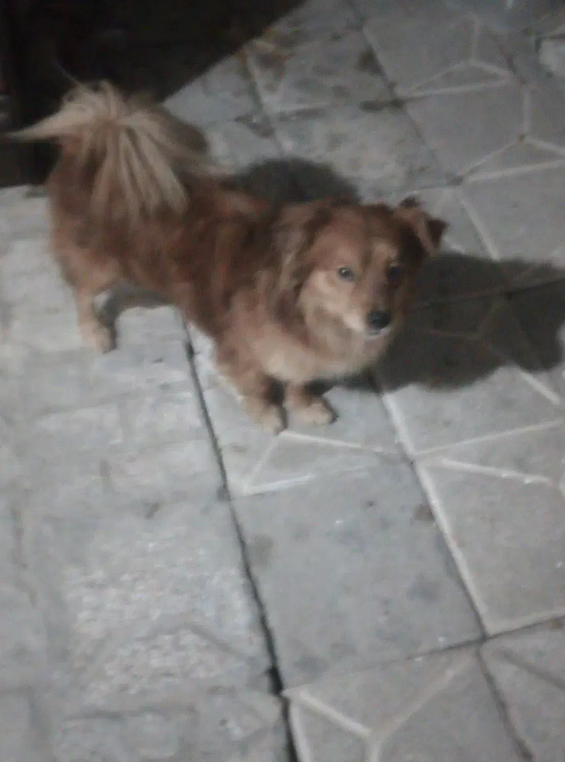 سگ پامر|سگ|مشهد, امیرآباد|دیوار