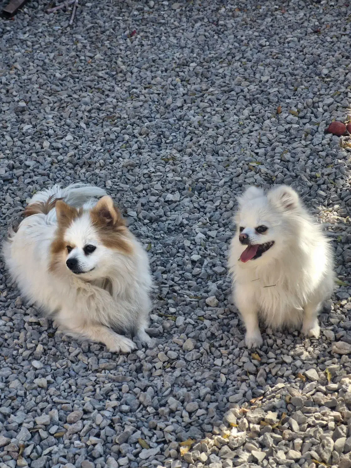 پامر خرسی عروسکی روباهی پامرانین|سگ|شهرضا, |دیوار