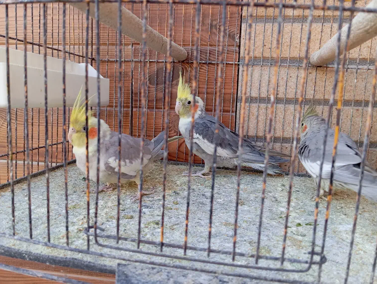 عروس هلندی و طوطی کوتوله|پرنده|مهریز, |دیوار