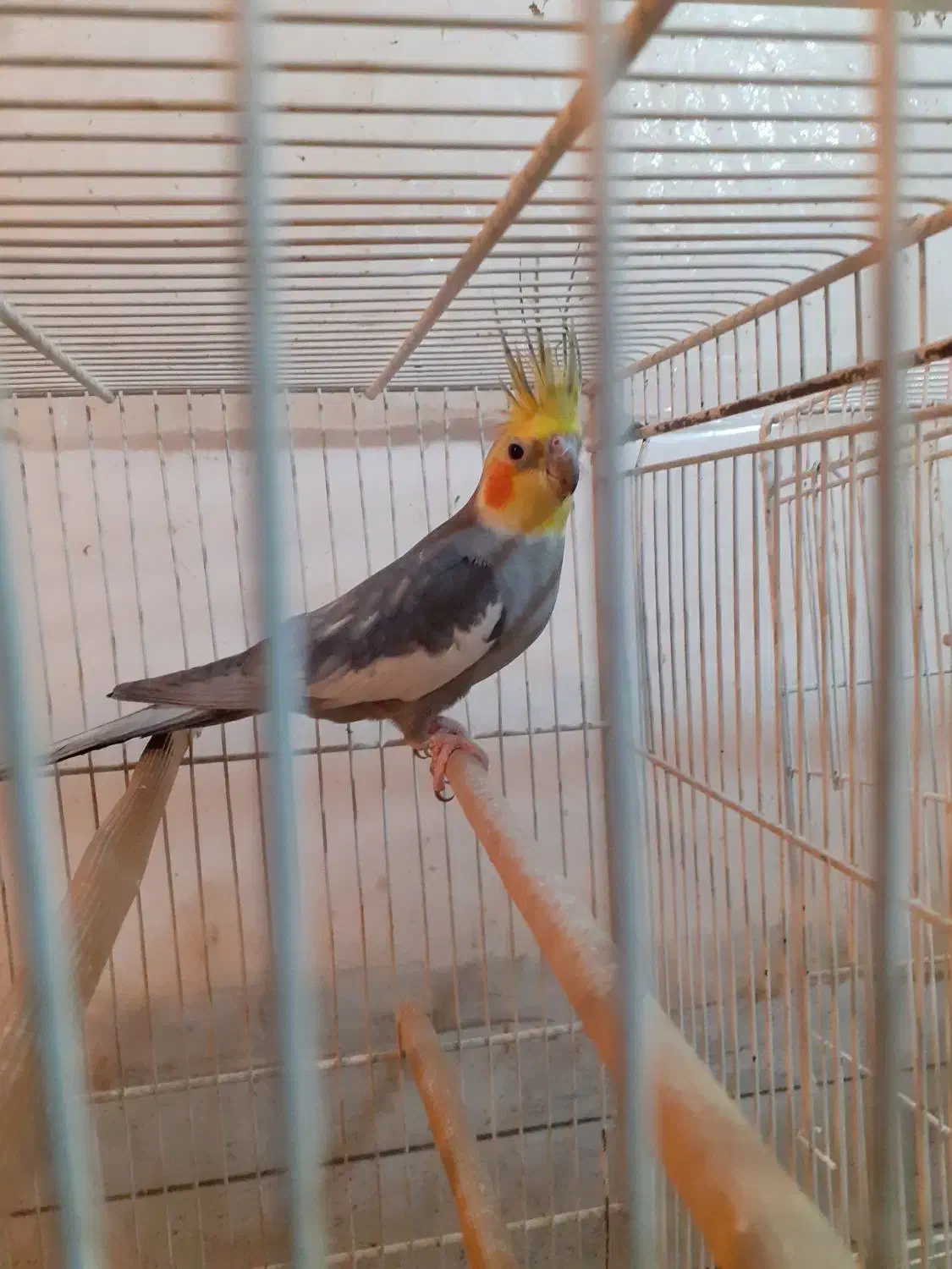 عروس هلندی بالغ نر|پرنده|فردوس (خراسان), |دیوار