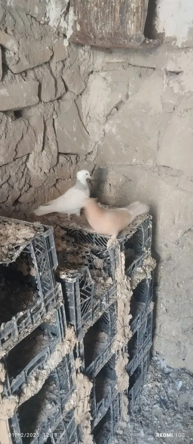 طوق الماسی با زرد کاکلی پاپر هر دو ماده|پرنده|دهدشت, |دیوار